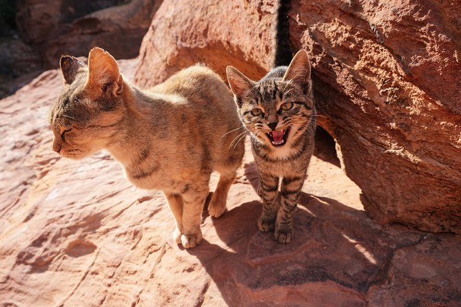 2 Days Tour | Petra, Wadi Rum & Dead Sea | Accommodation included - A comfortable night at SunCity Camp or a similar camp