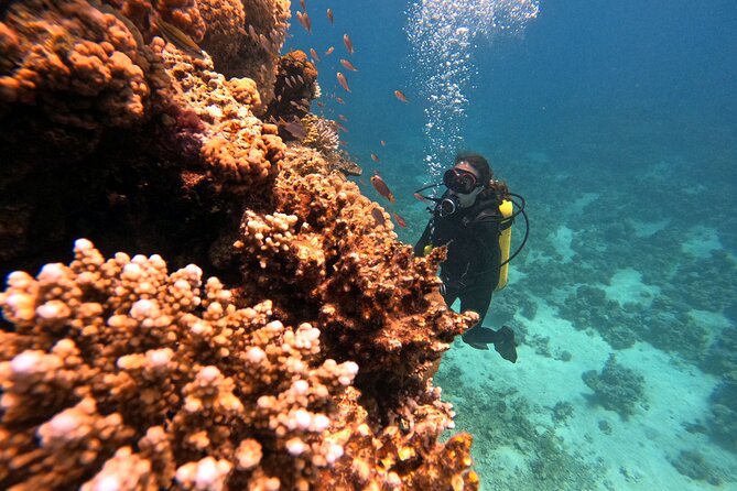 2-Hour Private Scuba Experience in Aqaba - What you may see beneath Aqaba