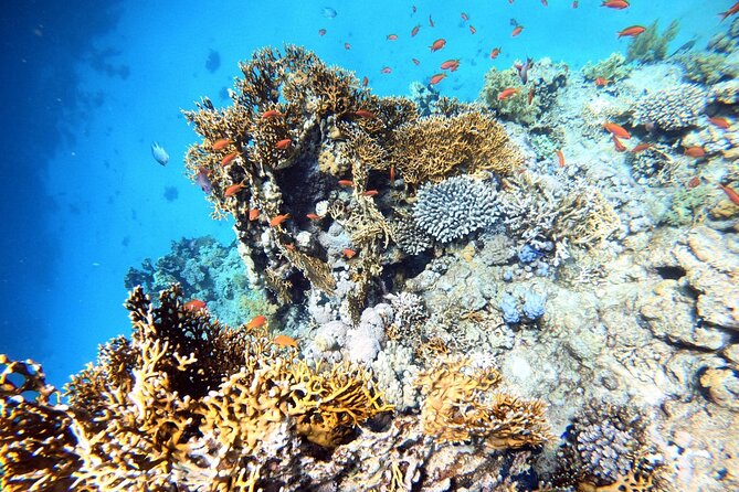 2-Hour Private Scuba Experience in Aqaba - What the $45 price really covers