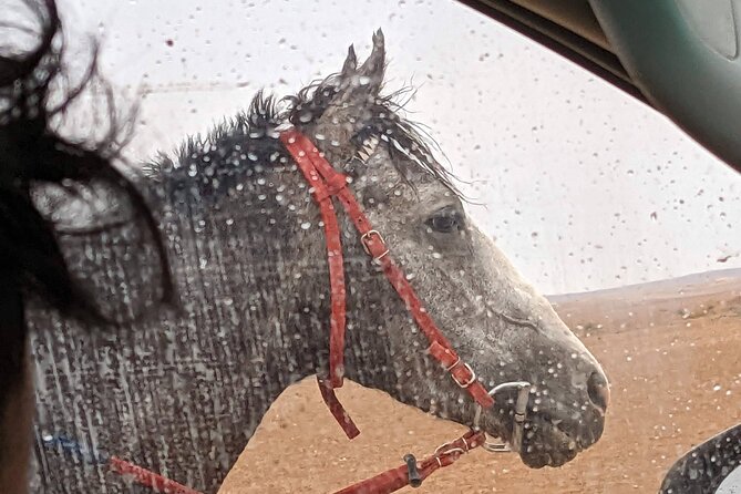 2 Hour Trail Ride to Little Petra-Morning or Sunset - Choosing a morning ride or sunset outing