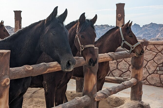 2 Hour Trail Ride to Little Petra-Morning or Sunset - Meeting horses with a Bedouin family
