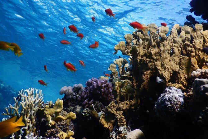 2 To 5 Hours Glass Bottom Boat Private Tour At Read Sea - Aqaba is the only stop, but the sea provides the variety