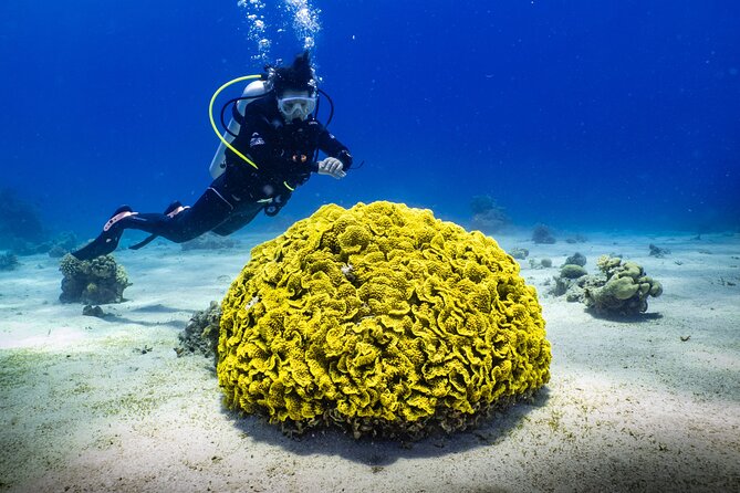 2 To 5 Hours Glass Bottom Boat Private Tour At Read Sea - Who will enjoy this Aqaba boat trip most