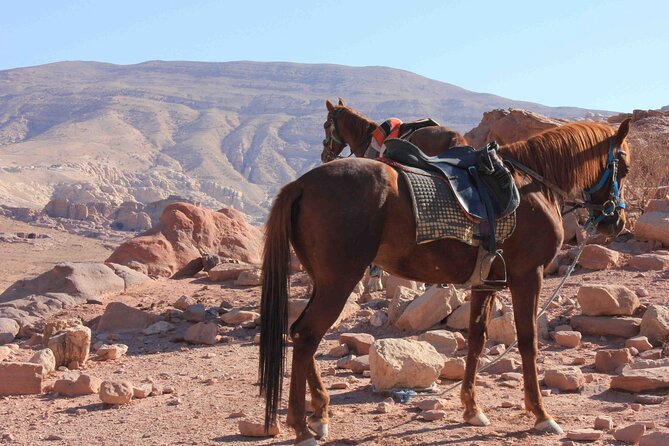 3 Hour Horse Riding Adventure around the Petra Area - A different way to see Petra country