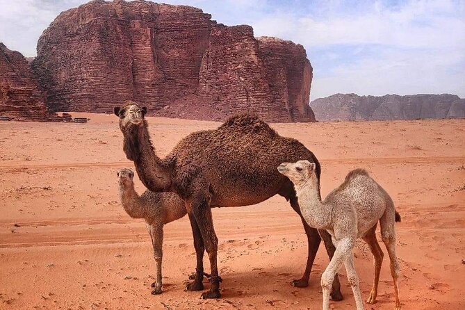 4-Days Tour of Jerash, Petra, Wadi Rum & Dead Sea from Amman - Petra in four hours