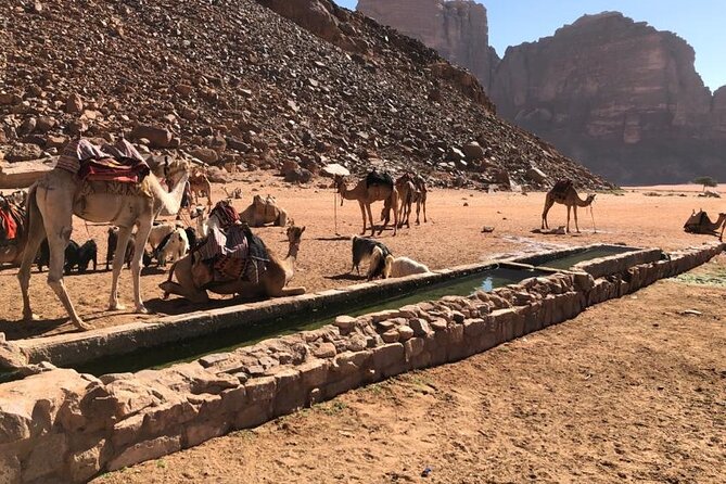 4 Hour Jeep Tour (morning or sunset) - Wadi Rum Desert Highlights - What the $46.41 price really covers