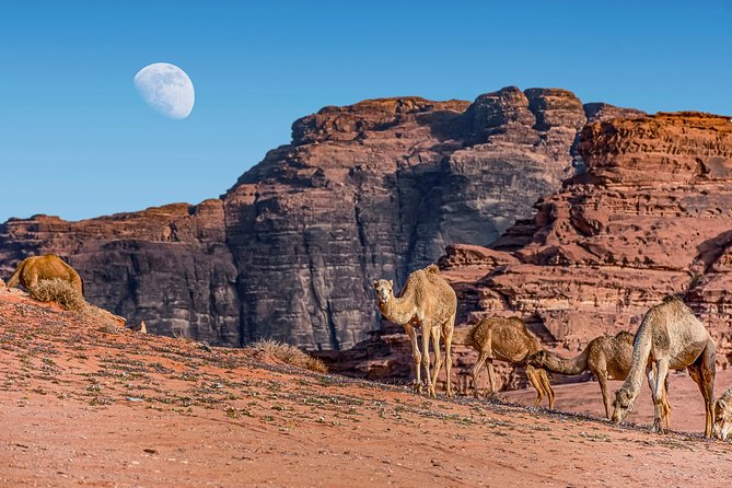 4-Night Jordan Wonders Amman Hotel:Petra,Wadi Rum,Aqaba& Dead Sea - What the meals and hotels really cover