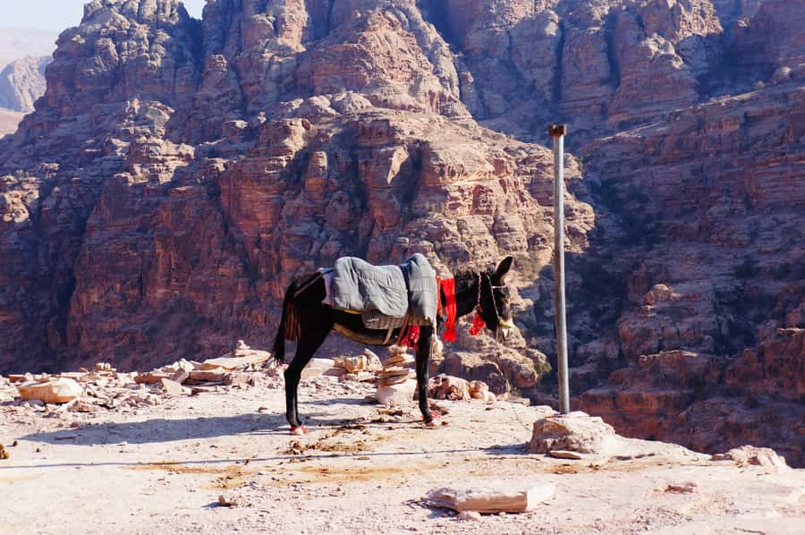 Amman King's Way Day Tour To Petra - Wadi Mujib, Jordan’s giant canyon view