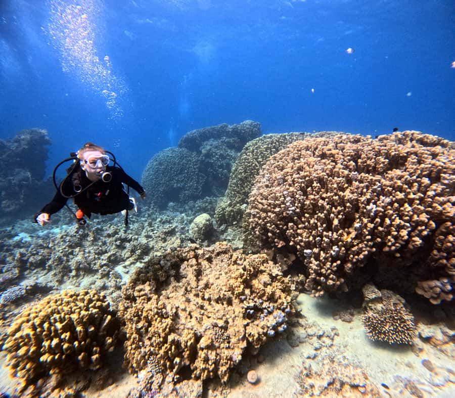 Aqaba: Private Red Sea Diving for Beginner or Experienced - Who will enjoy this most