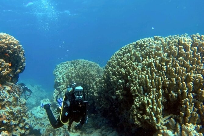 Aqaba Private Scuba Diving Activity with Pick Up - Why the Cedar Pride is Aqaba’s headline attraction