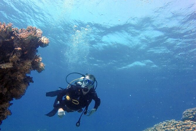 Aqaba Private Scuba Diving Activity with Pick Up - Coral gardens for a change of pace