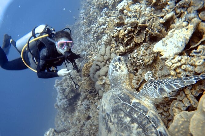 Boat Dive 2 Guided Dives with Lunch Included wreck dive&reef dive - The price and what you receive for $170