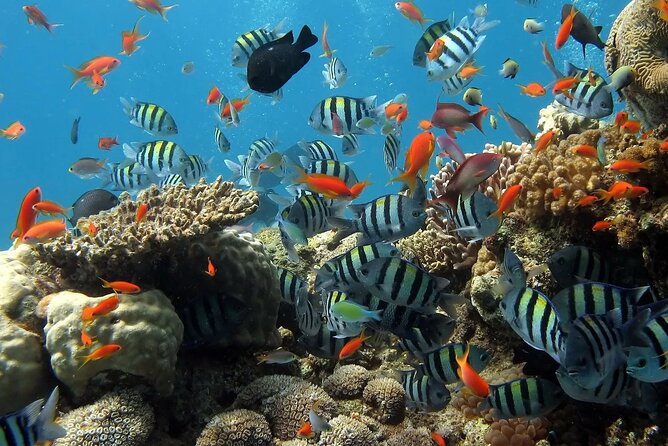 Boat Dive and Snorkeling Experience in Aqaba - The snorkeling stop gives the day a gentler rhythm