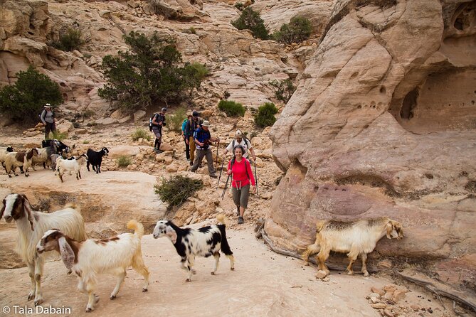 Dana to Petra Trek + Wadi Rum & the Dead Sea - 9 Days - Key Points to Know Before You Book