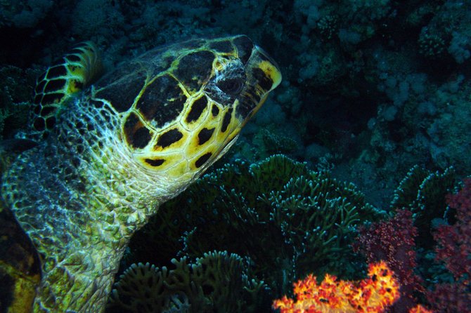DSD "Discover Scuba Diving" (Min Age 10 Years) - Meeting at Aquamarina and Sea Breeze in Aqaba