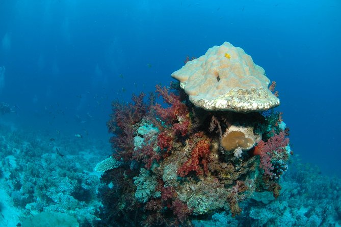 DSD "Discover Scuba Diving" (Min Age 10 Years) - The guided underwater session in Aqaba