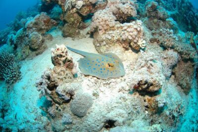 DSD “Discover Scuba Diving” (Min Age 10 Years)