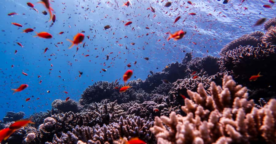 Explore Aqaba's Depths: Scuba Diving Tour, with Hotel Pickup - Forty-five minutes among reefs and wrecks