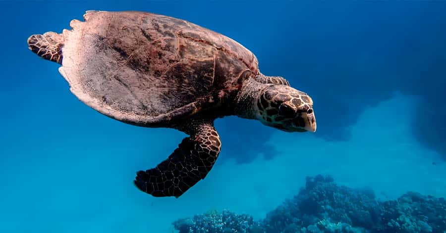 Explore Aqaba's Depths: Scuba Diving Tour, with Hotel Pickup - What the $66 price really covers