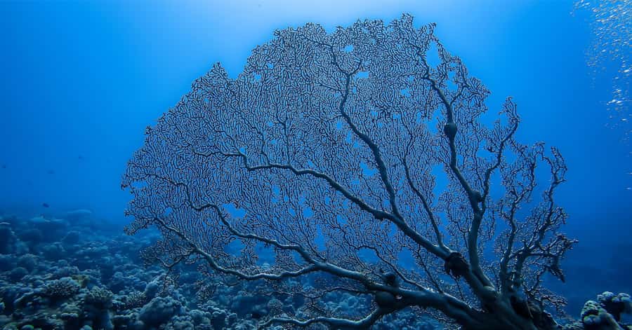 Explore Aqaba's Depths: Scuba Diving Tour, with Hotel Pickup - Who should book this Aqaba outing
