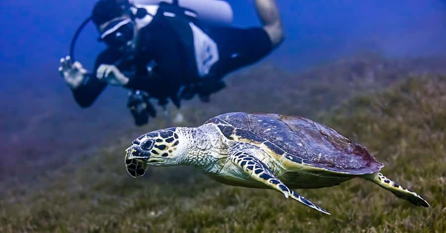 Explore Aqaba's Depths: Scuba Diving Tour, with Hotel Pickup - Simple preparation for a better session