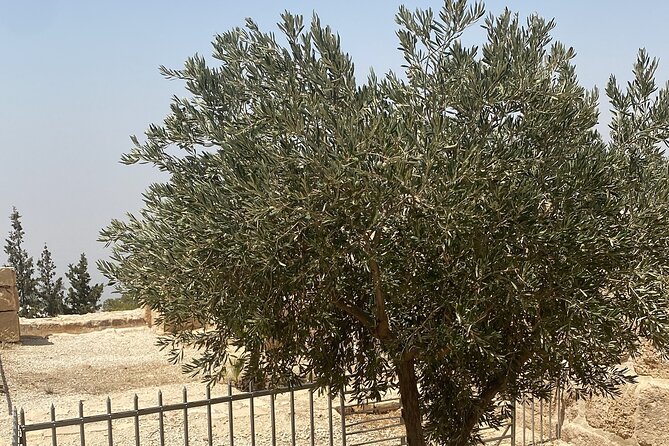 From Amman: Group Day Tour Madaba Mount Nebo & Dead Sea to Amman - The Dead Sea product stop