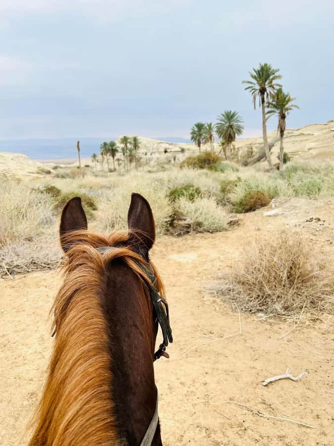 From Amman: Half-Day Tour to Dead Sea - The optional Bethany baptism-site detour