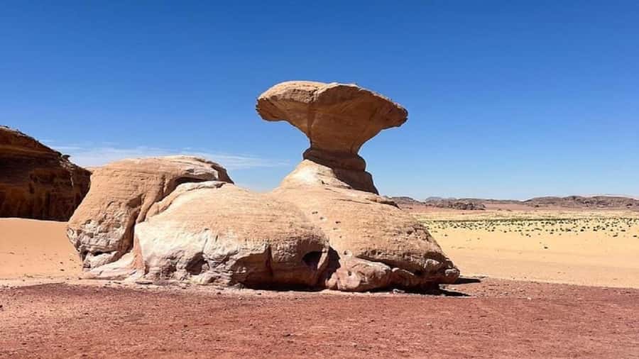 From Amman: Petra & Wadi Rum Private or group Day Tour - The drivers make or break a long day
