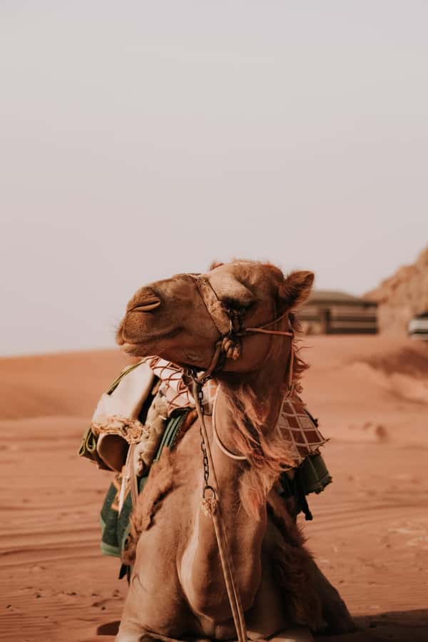 From Amman: Private or sharing Petra &Wadi Rum Full day Tour - Key points to know before booking