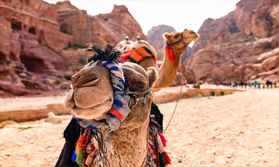 From Amman: Private Petra Day Trip with Guide - What the two-hour guided visit covers