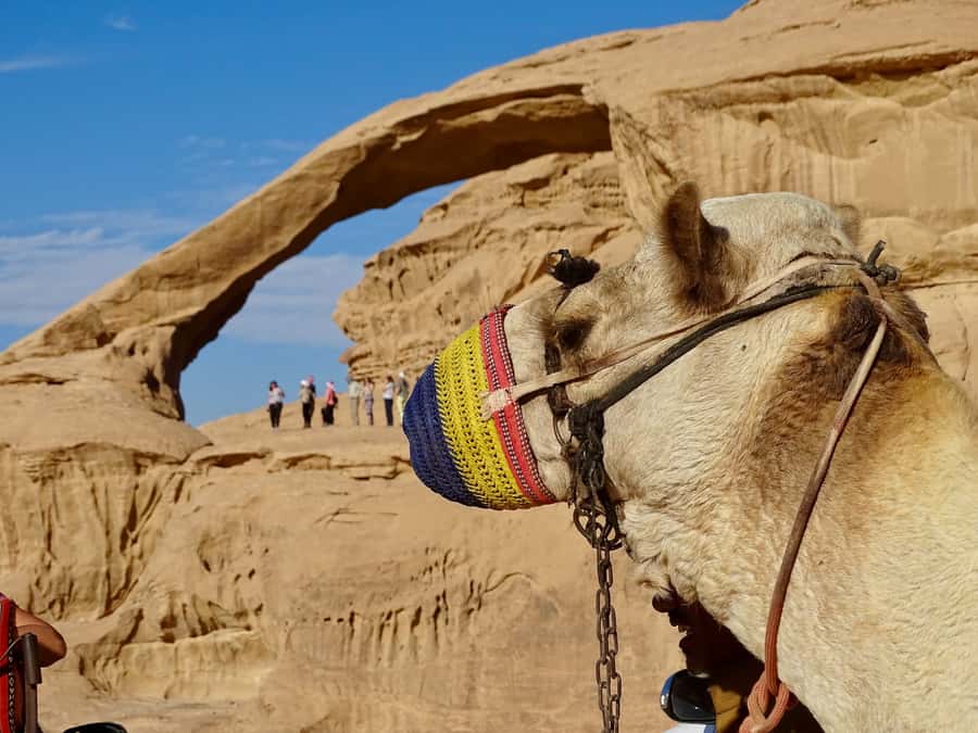 From Tel Aviv: Petra & Wadi Rum Glamping 2-Day Tour - A night in a Bedouin glamping camp