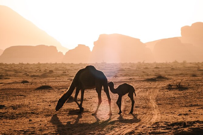 Full day Jeep Tour in Wadi Rum desert - Red Canyon and Um Frouth Rock Bridge