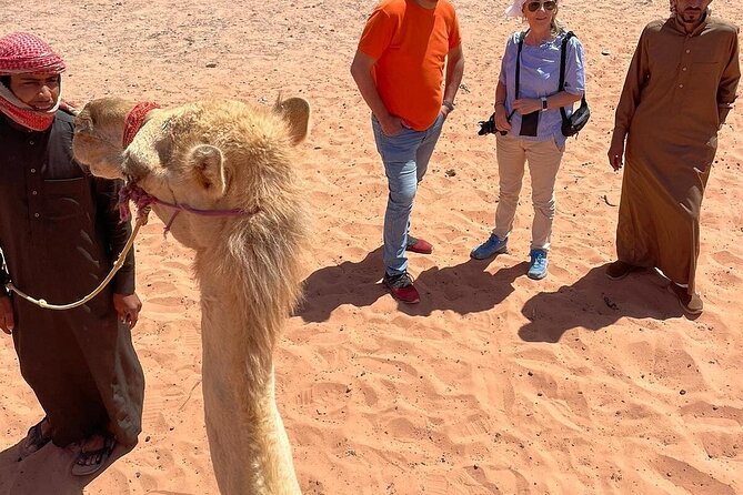 Full Day Tour Petra and Wadi Rum from Amman - From Petra to Wadi Rum in 90 minutes