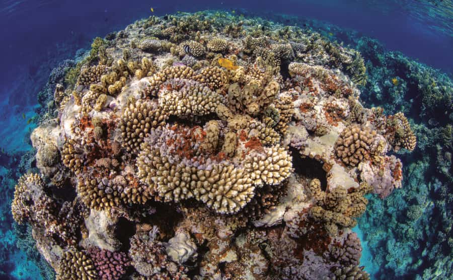 Glass Boat & Snorkeling with day use of Berenice Beach Club - What the staff can and cannot guarantee