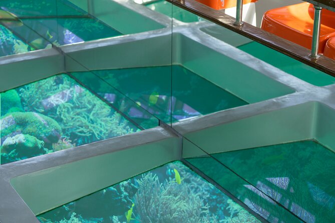 Glass-Bottom Boat 2-hours Tour and Coral-Reef Viewing from Aqaba - The glass-bottom view of coral and wrecks
