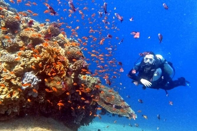 Guided Scuba Diving Adventure in Aqaba - What makes the guides valuable