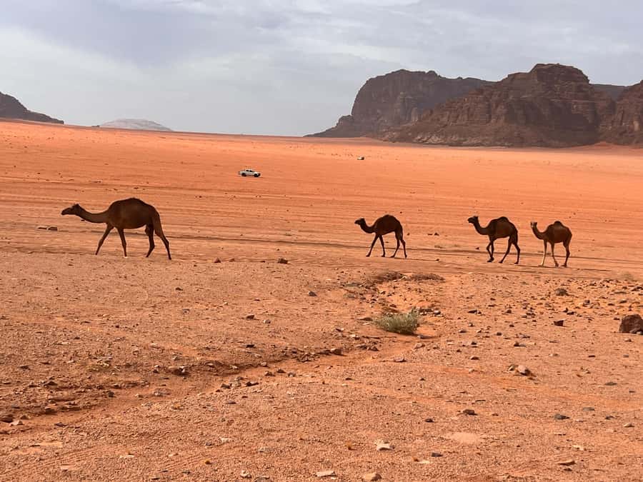 half day jeep tour &one night stay & all meals - Khazali Canyon and its Nabatean inscriptions
