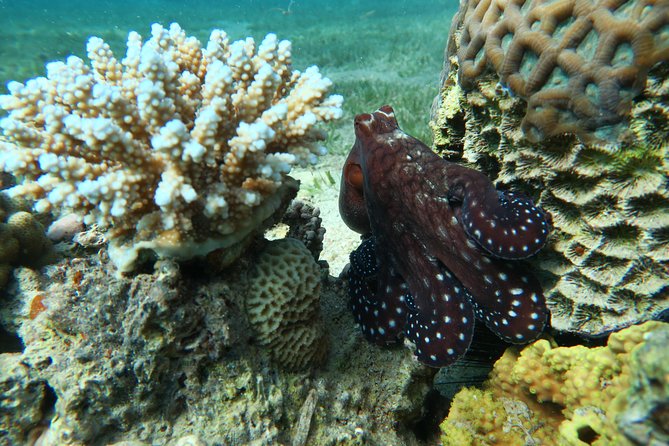 Journey of Diving or Snorkelling from a Boat - Trying scuba for the first time