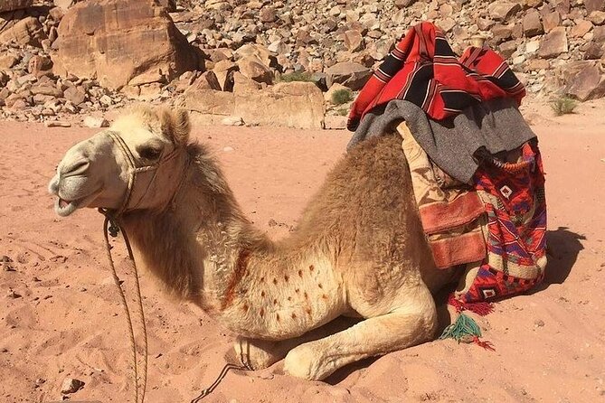 One Day Petra & Wadi Rum from Aqaba - Wadi Rum by four-wheel-drive jeep
