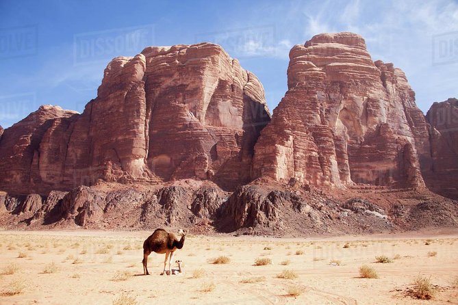 One Day Tour Wadi Rum - The 10:00 am start at Wadi Rum Village