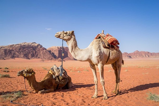 Petra 1 Day Tour from Aqaba - Key points to know before booking