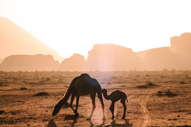 Petra and Wadi Rum Day Excursion with Hotel Collection - One Very Long Day From Amman