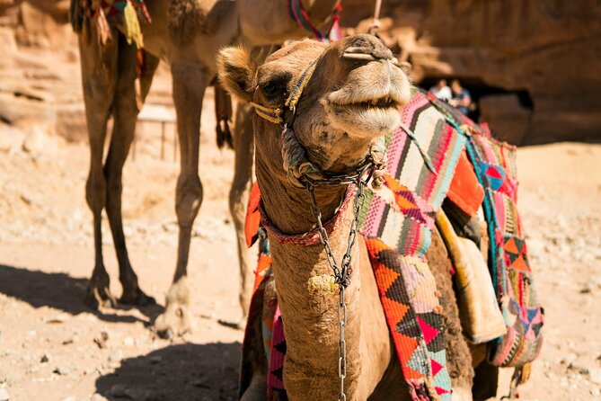 Petra Highlight Tour with Private Guide Sami Nawafleh | 2.5 Hours - The first view of Al Khazneh