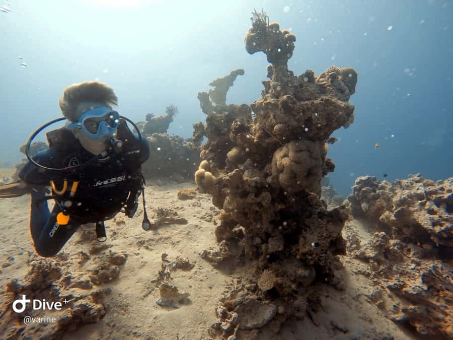 Pivate scuba diving in the Red Sea of Aqaba - Key points to know before booking