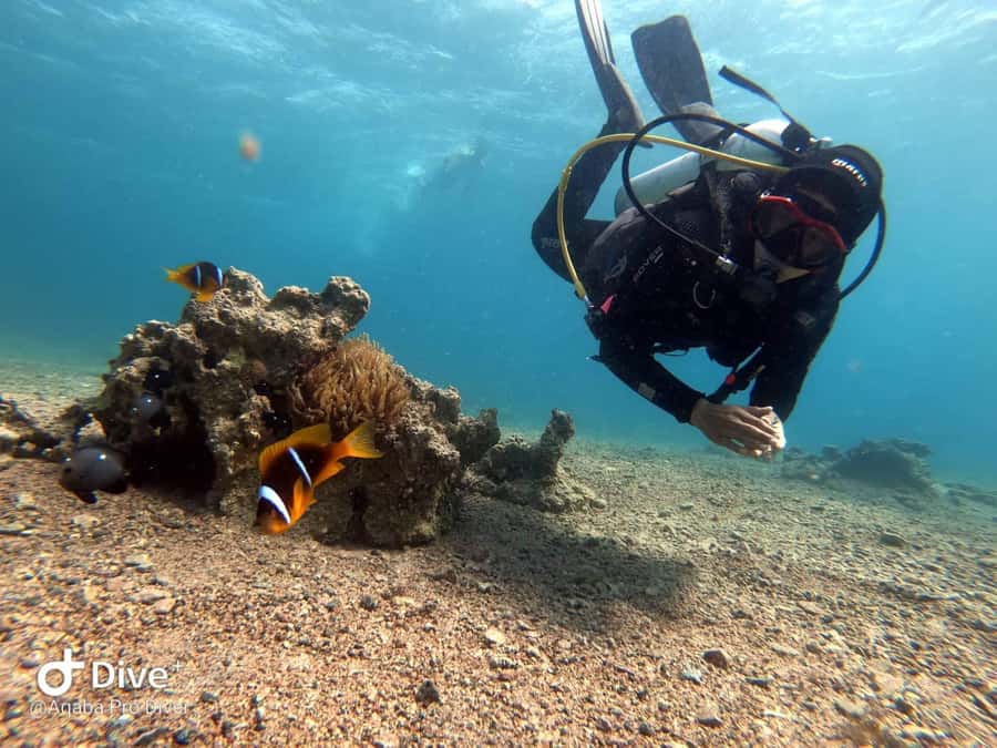 Pivate scuba diving in the Red Sea of Aqaba - Timing, cancellation, and practical planning