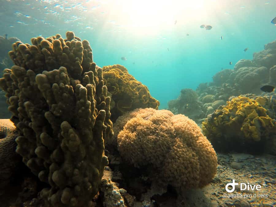 Pivate scuba diving in the Red Sea of Aqaba - Reaching Aqaba’s clear Red Sea water