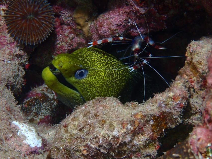 Pivate scuba diving in the Red Sea of Aqaba - The Cedar Pride for certified participants