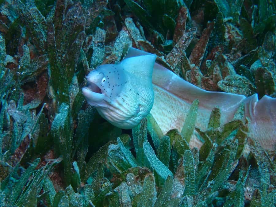 Pivate scuba diving in the Red Sea of Aqaba - Languages, guides, and the feel of the session