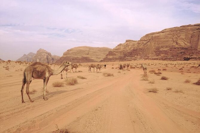 Private 1 Day Wadi Rum Desert Tour - Entering Wadi Rum by 4x4