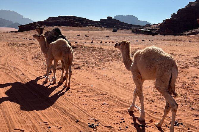Private 1 Day Wadi Rum Desert Tour - Canyons, sand, and a little effort